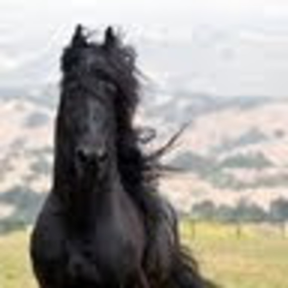 Meet your Posher, Andrea - Picture 1 of 1